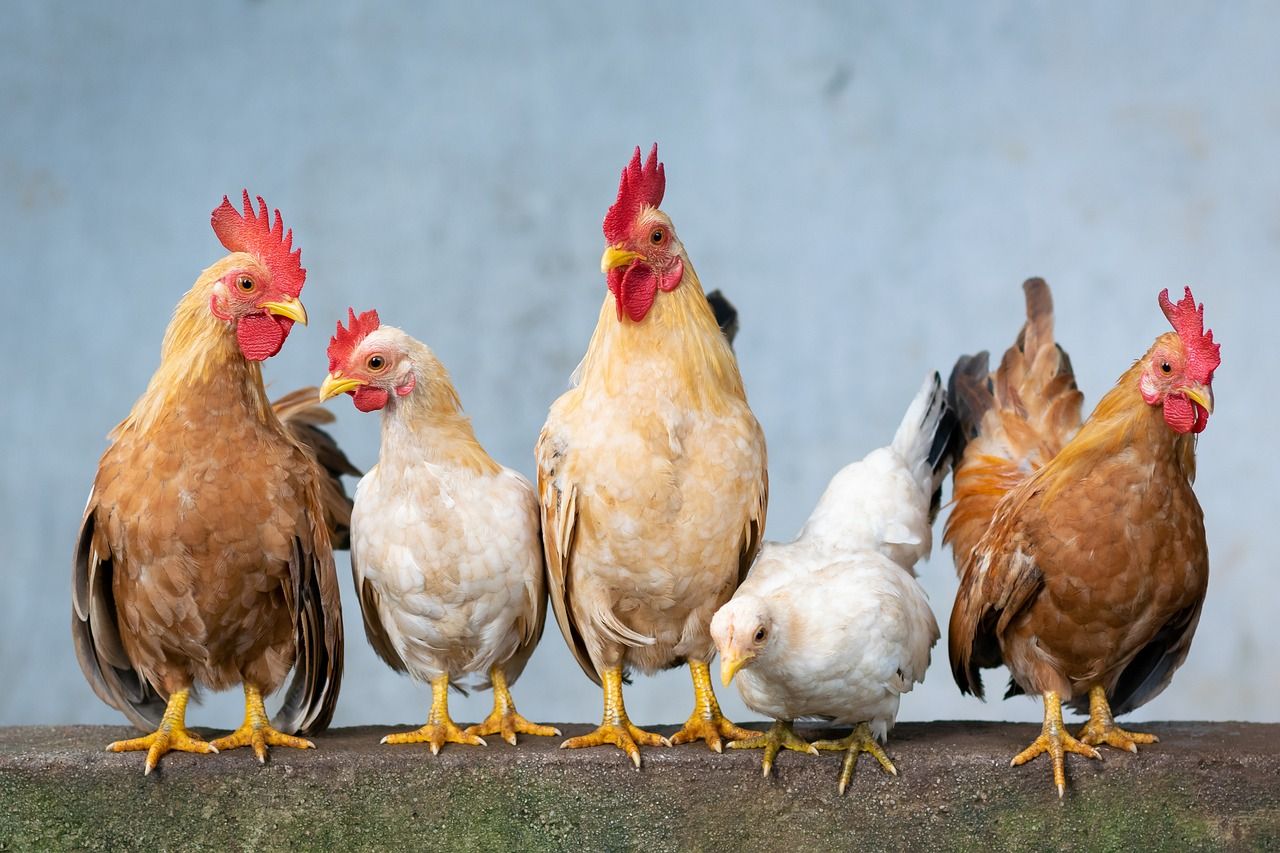 Nowoczesne metody produkcji pokarmu dla ptaków gospodarskich