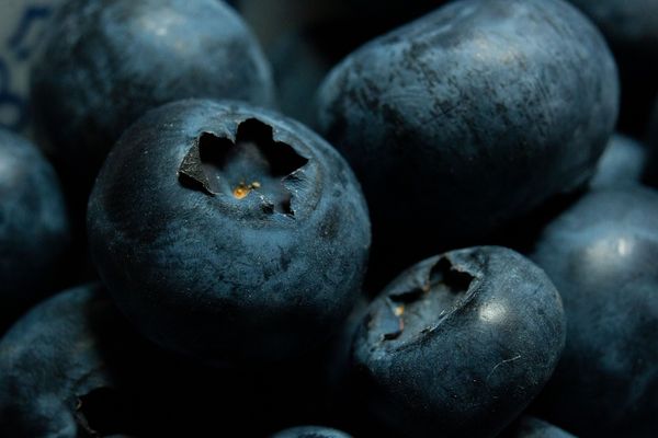 Poznaj smak lata: Owoce do posadzenia w naszym ogrodzie