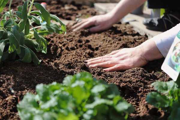 Porady dla ogrodników: Jak odpowiednio dbać o uprawy?