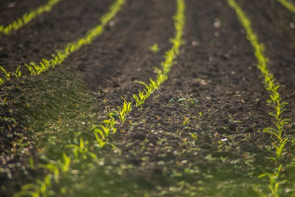 Najlepsze sposoby ochrony roślin – odkryj sekrety agrotkaniny